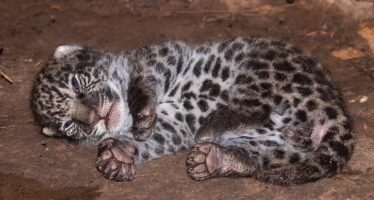 Arranca la diplomatura en manejo de fauna silvestre impulsada por el Ministerio de Ambiente