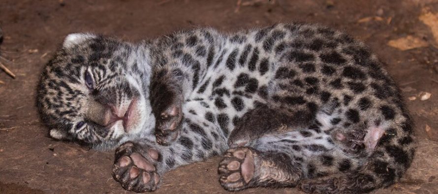 Arranca la diplomatura en manejo de fauna silvestre impulsada por el Ministerio de Ambiente