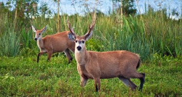 Alertan por la “preocupante situación” de la fauna silvestre en el Día Mundial de la Biodiversidad