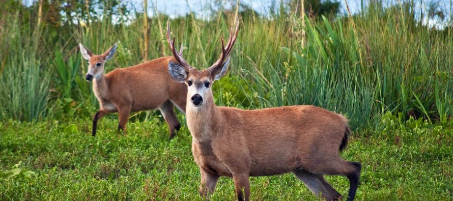 Alertan por la “preocupante situación” de la fauna silvestre en el Día Mundial de la Biodiversidad