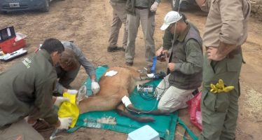 Rescataron a un ciervo herido de gravedad en el Delta del Paraná