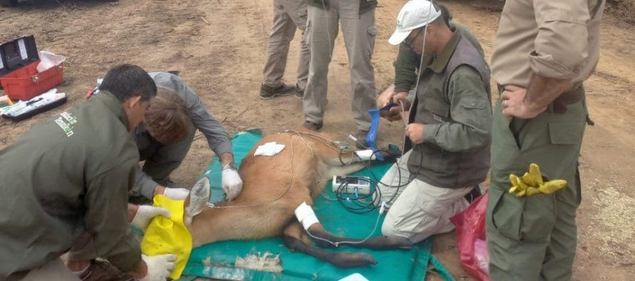 Rescataron a un ciervo herido de gravedad en el Delta del Paraná