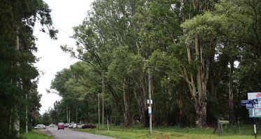 Ariel Sujarchuk sobre la construcción de viviendas en Loma Verde: “Los árboles serán preservados en su totalidad”