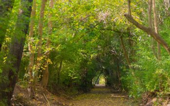 Día Mundial de la Ecología