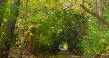 Día Mundial de la Ecología