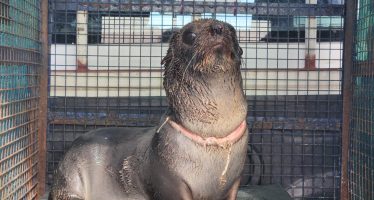 Rescatan un lobo marino gravemente herido en el cuello a causa de basura marina