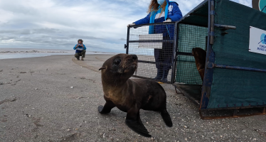 Regresó al mar el lobito que había sido rescatado con un zuncho plástico en el cuello