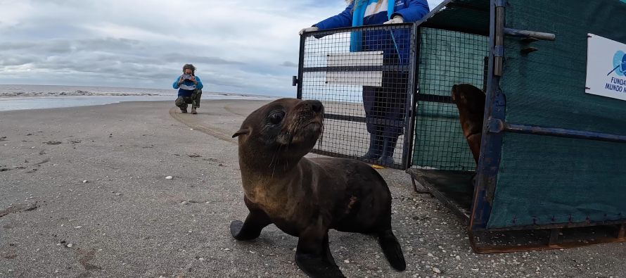 Regresó al mar el lobito que había sido rescatado con un zuncho plástico en el cuello