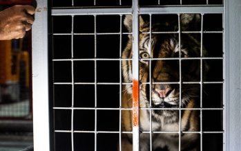 Los tigres rescatados llegaron a Jordania para su liberación