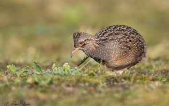 Cómo se celebró el Gran Día Mundial de Observación de Aves en los Parques Nacionales