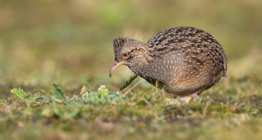 Cómo se celebró el Gran Día Mundial de Observación de Aves en los Parques Nacionales