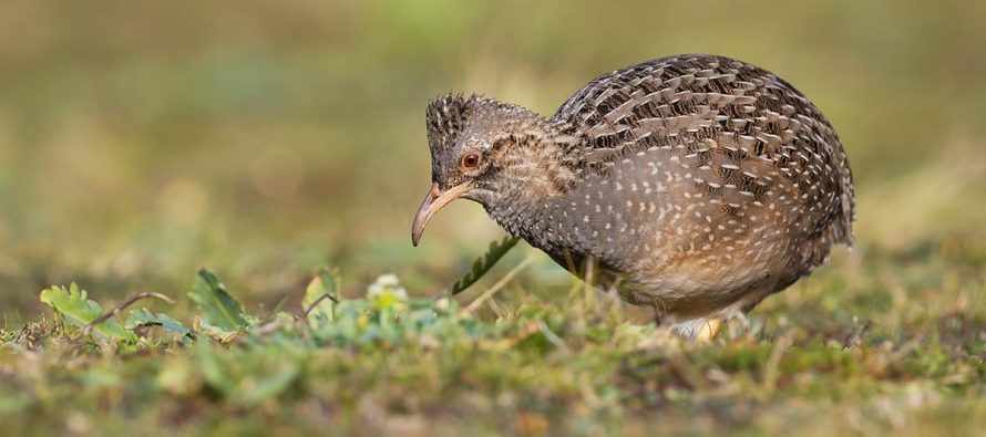 Cómo se celebró el Gran Día Mundial de Observación de Aves en los Parques Nacionales