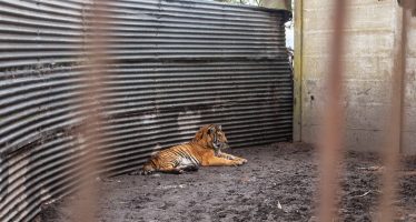 Ambiente y Four Paws trasladan dos tigres rescatados hacia un santuario en Jordania