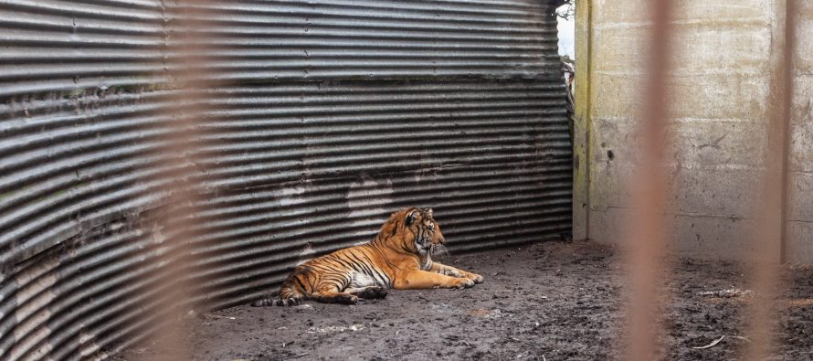 Ambiente y Four Paws trasladan dos tigres rescatados hacia un santuario en Jordania