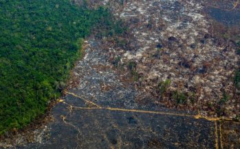 Día Mundial del Árbol: la Tierra perdió un área de selva equivalente a un campo de fútbol cada cinco segundos