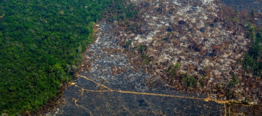 Día Mundial del Árbol: la Tierra perdió un área de selva equivalente a un campo de fútbol cada cinco segundos