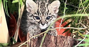 Un gato montés comienza su rehabilitación en la Fundación Temaiken