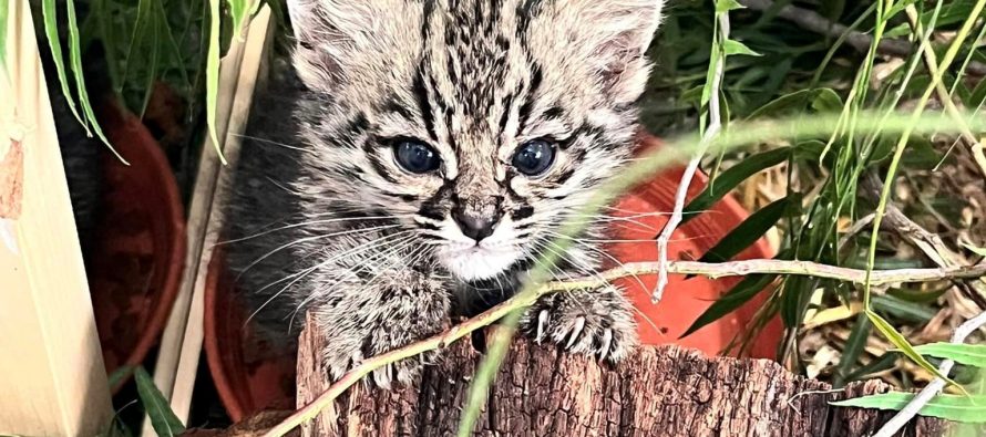 Un gato montés comienza su rehabilitación en la Fundación Temaiken