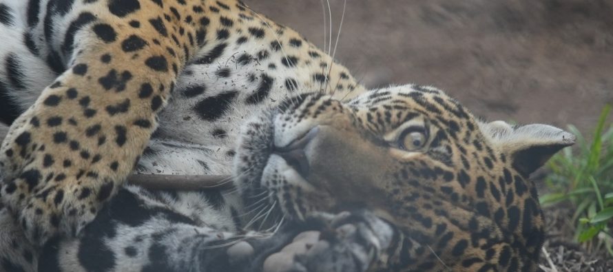 Parques Nacionales firmó un acuerdo con una organización internacional para la protección de felinos silvestres