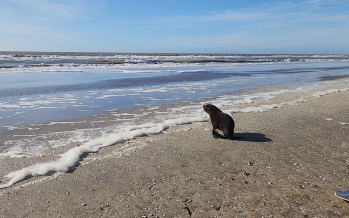 Un lobo marino regresó al mar: había sufrido una herida por un envoltorio plástico