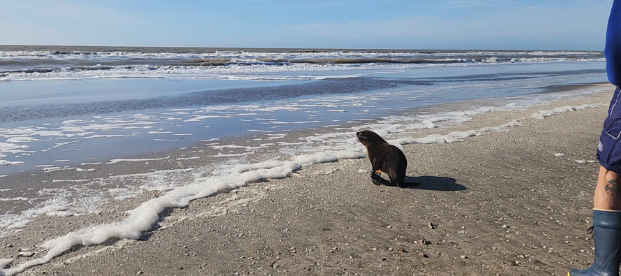 Un lobo marino regresó al mar: había sufrido una herida por un envoltorio plástico