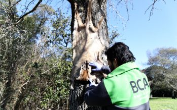 Ambiente allanó una estancia bonaerense por la caza ilegal de un puma