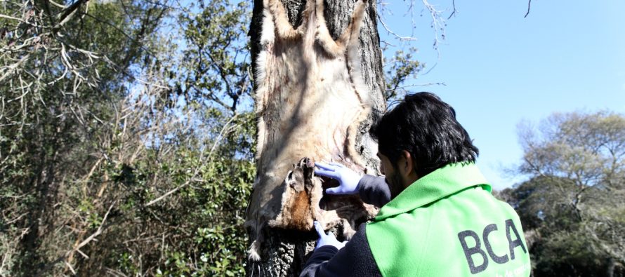 Ambiente allanó una estancia bonaerense por la caza ilegal de un puma