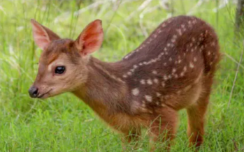 Avistaron por primera vez una especie de ciervo desconocida