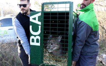 Ambiente trasladó dos pumas desde un coto de caza en desarticulación en La Pampa hacia un centro de rescate en Córdoba