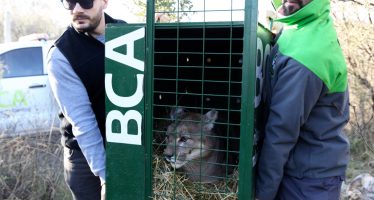 Ambiente trasladó dos pumas desde un coto de caza en desarticulación en La Pampa hacia un centro de rescate en Córdoba