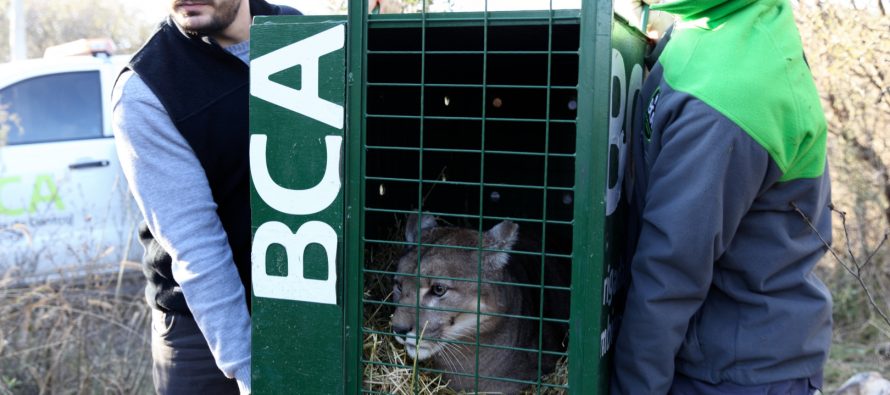 Ambiente trasladó dos pumas desde un coto de caza en desarticulación en La Pampa hacia un centro de rescate en Córdoba