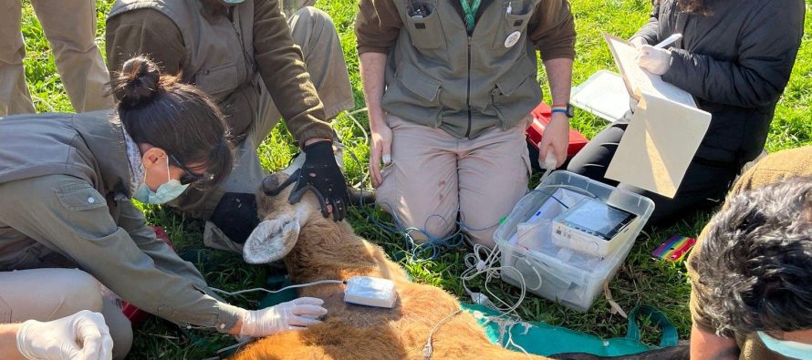 Ciervo de los pantanos en recuperación tras ser rescatado con una herida profunda en el lomo