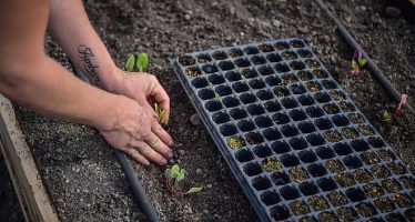 Escobar Sostenible: ya se puede solicitar el nuevo kit de semillas primavera – verano