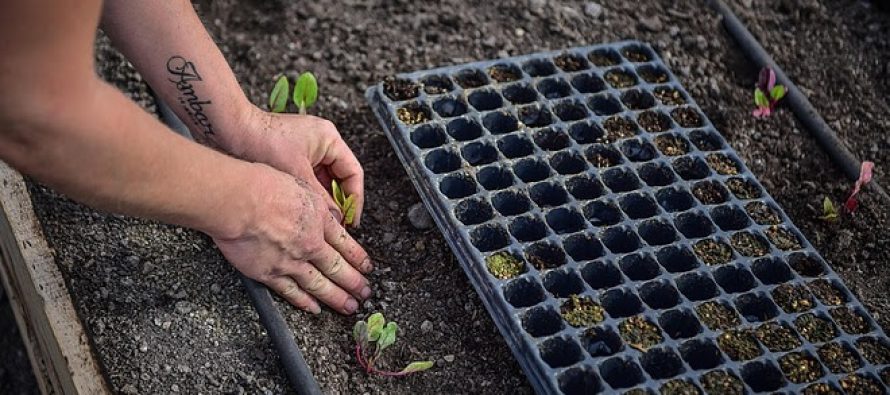 Escobar Sostenible: ya se puede solicitar el nuevo kit de semillas primavera – verano