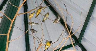 La Brigada de Control Ambiental rescató aves silvestres en Del Viso