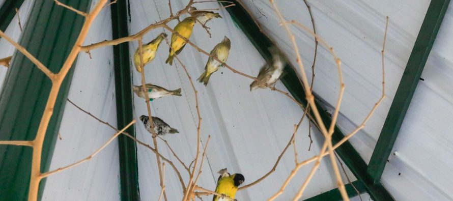 La Brigada de Control Ambiental rescató aves silvestres en Del Viso