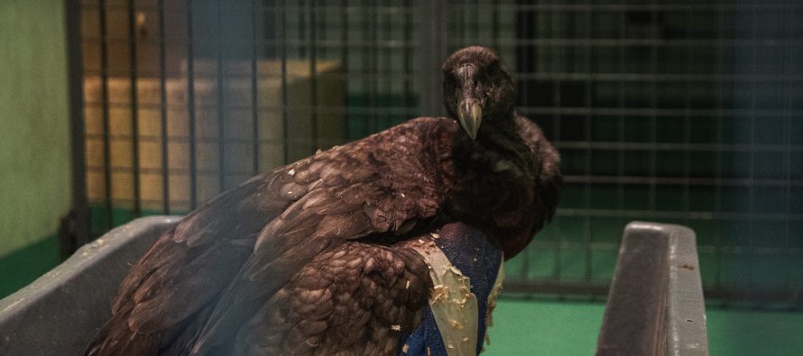 Un cóndor andino fue rescatado y trasladado a la Fundación Temaikèn para su rehabilitación