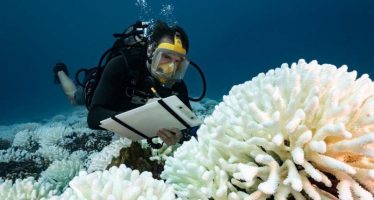 La superficie de los océanos alcanza una temperatura récord