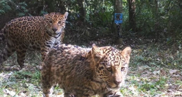 Avistan 17 nuevos ejemplares de yaguareté y 4 cachorros en los Esteros del Iberá