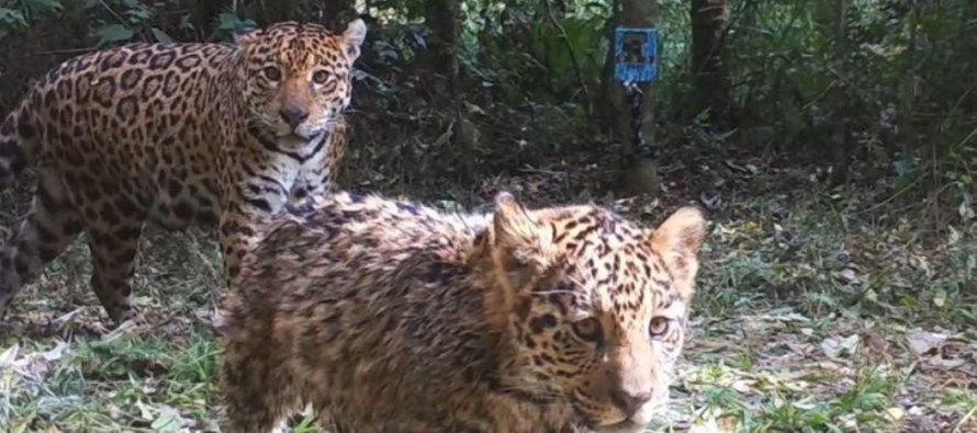 Avistan 17 nuevos ejemplares de yaguareté y 4 cachorros en los Esteros del Iberá