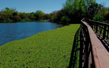 Visita guiada por la Reserva Ecológica de Vicente López