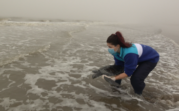 Rehabilitan a una tortuga verde de un grave cuadro de hipotermia