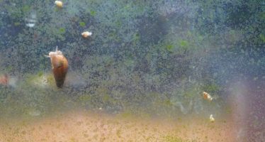 Nacieron más de 60 caracoles de Apipé en el Acuario del Bioparque de la Fundación Temaikèn