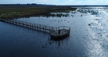 Ciervo de los Pantanos: el Parque Nacional que protege al cérvido más grande de Sudamérica