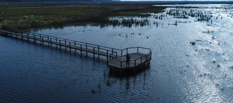 Ciervo de los Pantanos: el Parque Nacional que protege al cérvido más grande de Sudamérica