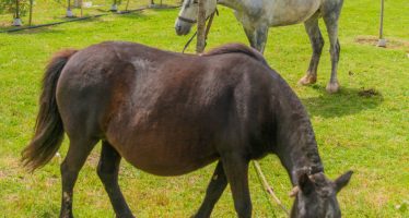 San Fernando: liberaron dos caballos usados como tracción a sangre