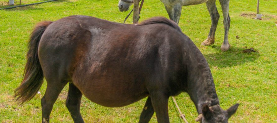 San Fernando: liberaron dos caballos usados como tracción a sangre