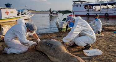 Dramático operativo internacional contrarreloj para salvar a los delfines de la Amazonía brasileña