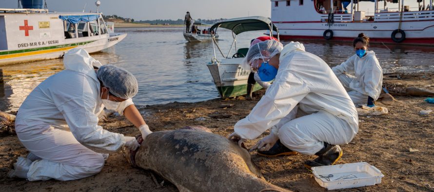 Dramático operativo internacional contrarreloj para salvar a los delfines de la Amazonía brasileña