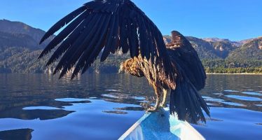 Un cóndor fue liberado tras su rehabilitación